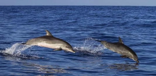 Rettungsversuch für Delfin in Puerto del Rosario