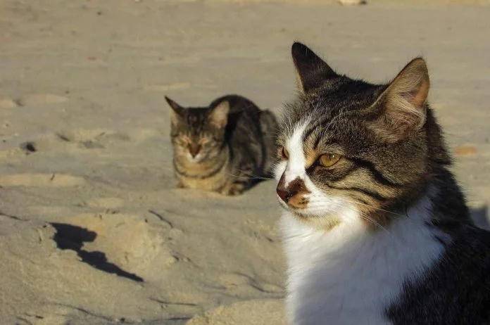 Hilfe für Katzen auf Fuerteventura