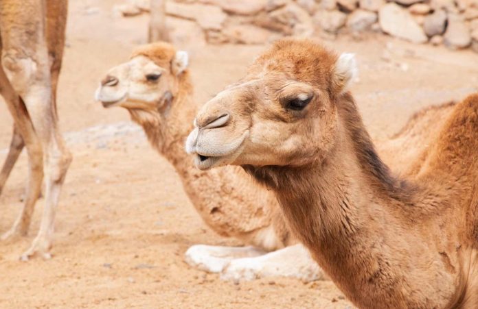 Fuerteventura: zu Besuch bei den Kamelen der Heiligen drei Könige