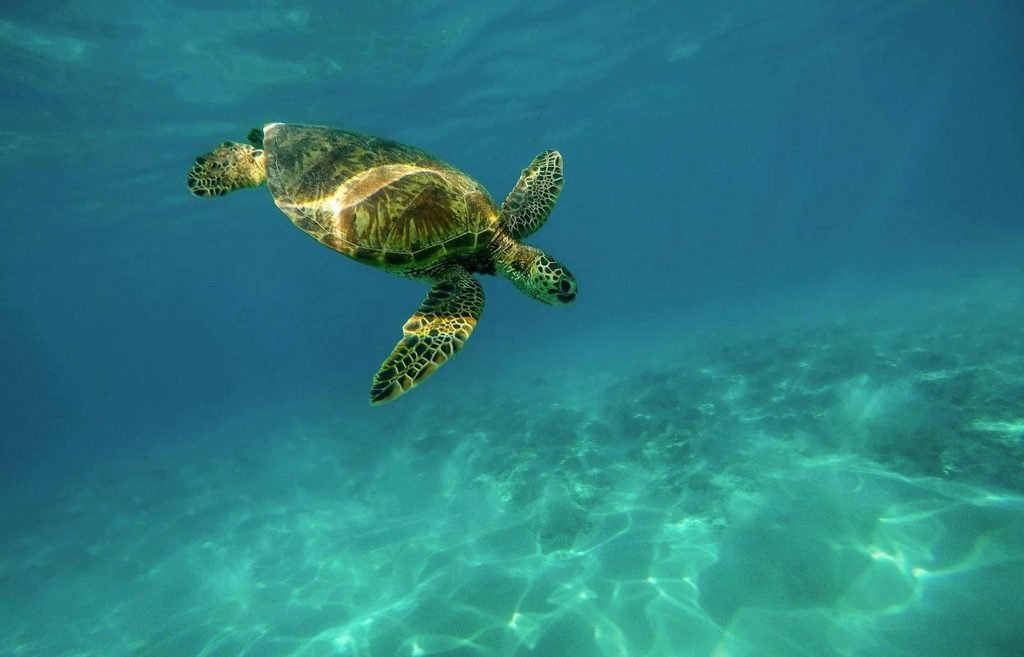 Fuerteventura: Schildkröte nach zwei Jahren Rehabilitation ins Meer entlassen