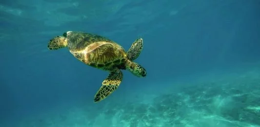 Fuerteventura: Schildkröte nach zwei Jahren Rehabilitation ins Meer entlassen