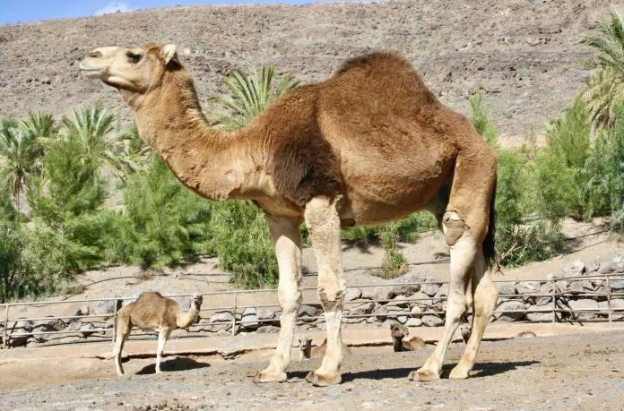 4.500 Teilnehmer zu Besuch bei den Kamelen der Heiligen drei Könige - Bildquelle: Oasis Wildlife