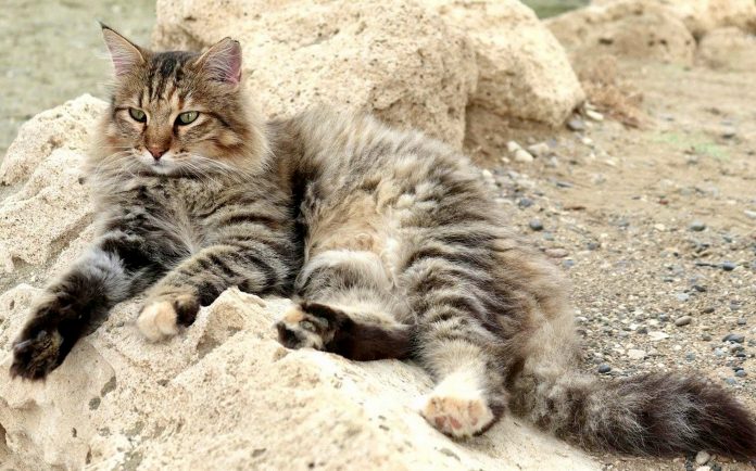 Kampagne für Straßen Katzen im Süden von Fuerteventura