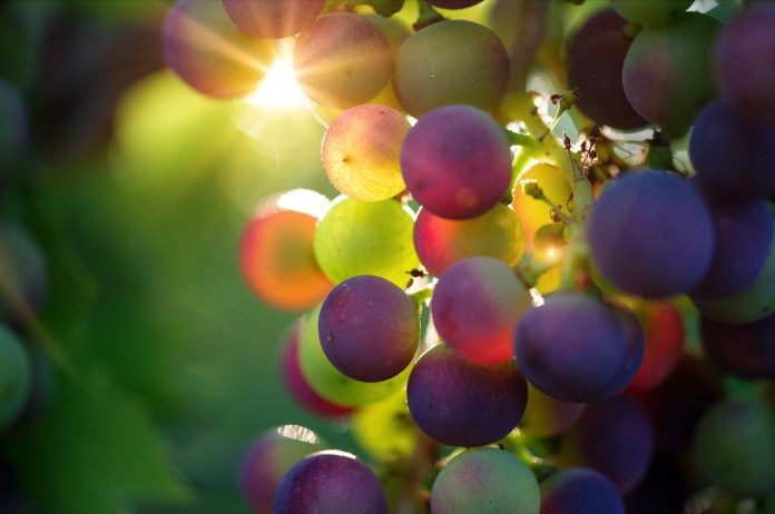 Rotwein aus Fuerteventura gewinnt im Wein Wettbewerb der Kanaren
