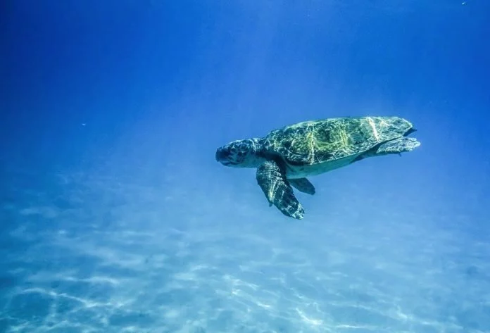 Zwei Schildkröten in Puerto del Rosario ins Meer entlassen
